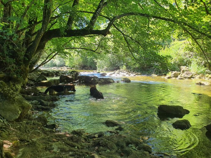 rivière Albarine