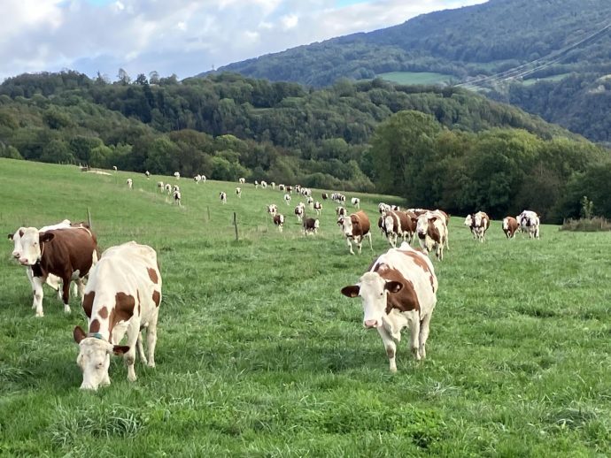 Les vaches des propriétaires