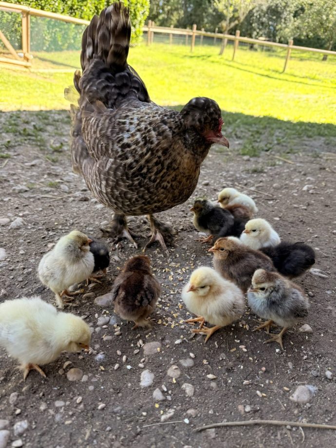 Nocturne à la ferme de Bozzi